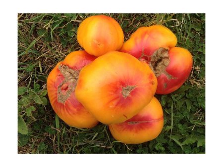 Tomate German Striped Biologique (Semences) Cheap