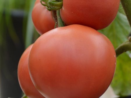 Tomate Rose Aimée Biologique For Discount