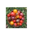 Tomate Cherry Mix Biologique (Semences) Online