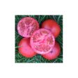 Tomate Rutgers Original Biologique (Semences) Supply