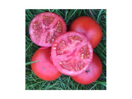 Tomate Rutgers Original Biologique (Semences) Supply