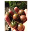 Tomate Black Cherry Biologique (Semences) Hot on Sale