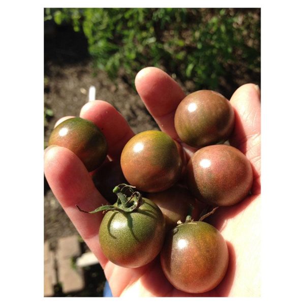 Tomate Black Cherry Biologique (Semences) Hot on Sale