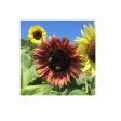 Tournesol Sunset Mix Biologique (Semences) Sale