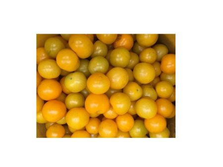 Tomate Galina Biologique (Semences) Online Sale