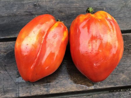 Tomate La Pasquale Biologique For Sale