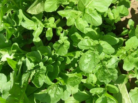 Roquette de Jardin Biologique on Sale