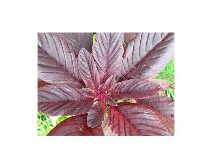 Amarante Red Callaloo Biologique (Semences) For Sale